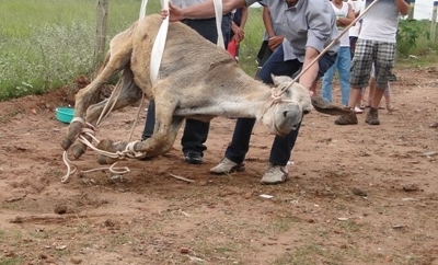 China e o risco de extinção de jumentos no NE