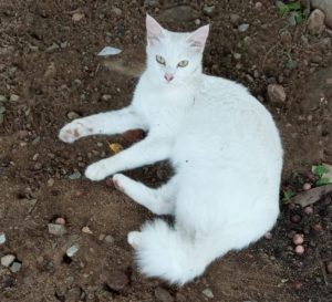 Moradora encontra gata perdida em bairro de ST
