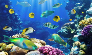 Até quando seremos peixes neste aquário social?