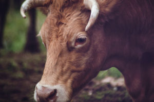 MPPE recomenda cuidados com animais em vaquejada