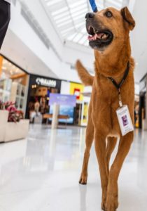 Cão é adotado por shopping, vira atração e ganha até crachá