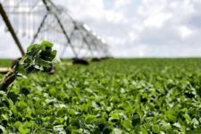 Rússia quer suspender suas exportações de fertilizantes