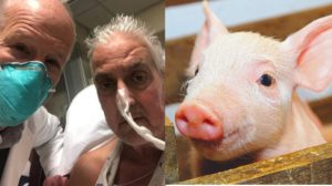 Morre homem que recebeu transplante inédito de coração de porco
