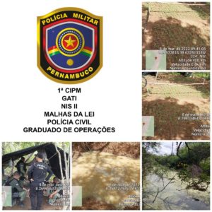Operação erradica 60 mil pés de maconha no Sertão