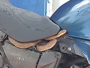 Mulher se assusta ao encontrar serpente no banco de moto em Serra Talhada