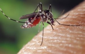 Rio está em situação de alerta para infestação pelo Aedes aegypti