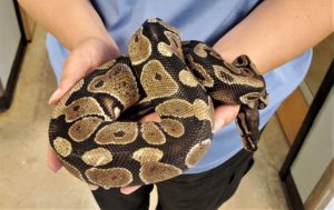 Cobra fica presa em cerca elétrica em ST