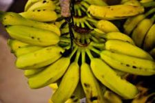 Homem é preso por furtar 3 palmas de banana em ST