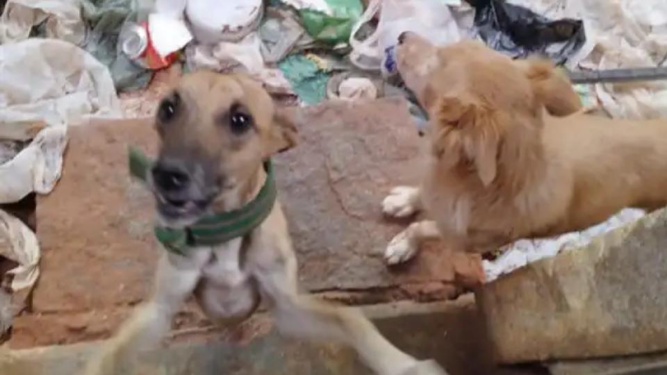 Polícia Militar flagra maus tratos contra animais nesta 5ª em Serra Talhada 1 Polícia flagra maus tratos contra animais