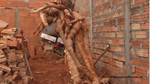 Raiz de mandioca de cerca de 300 kg plantada no quintal de casa