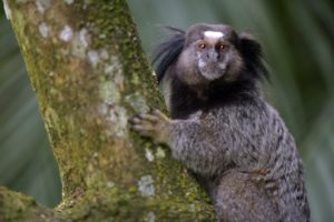Sagui dá trabalho aos Bombeiros e provoca confusão em ST