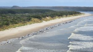 Mais de 200 baleias encalhadas em praia australiana