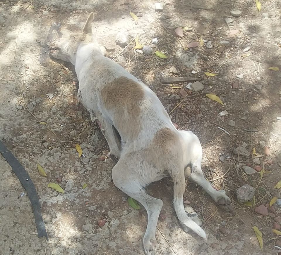 Atropelamento e chacina de 13 gatos chocam moradores em ST