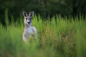 Australiano é morto por canguru que mantinha como animal de estimação
