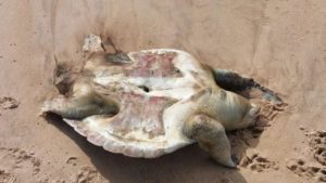 Tartaruga-marinha é encontrada morta na Praia