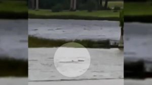 Furacão Ian arrasta tubarão para o meio da rua na Flórida