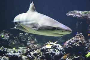Ataque de tubarão mata passageiro de um navio de cruzeiro