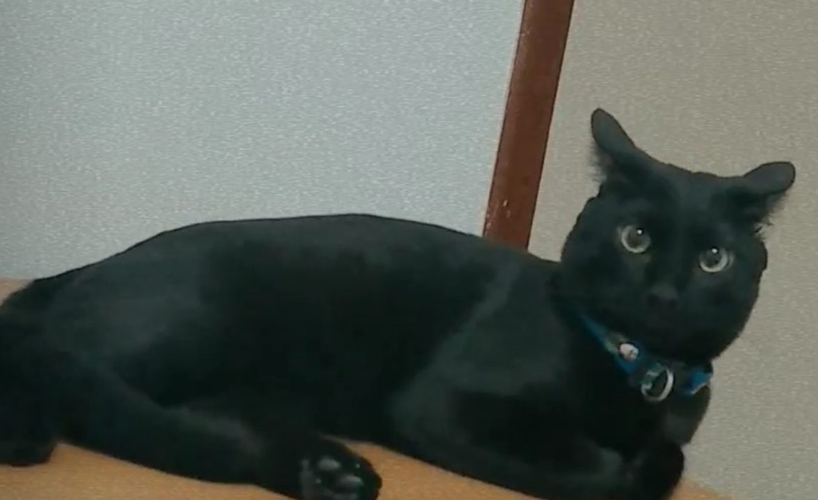 Jovem de ST oferece recompensa por gatinho perdido