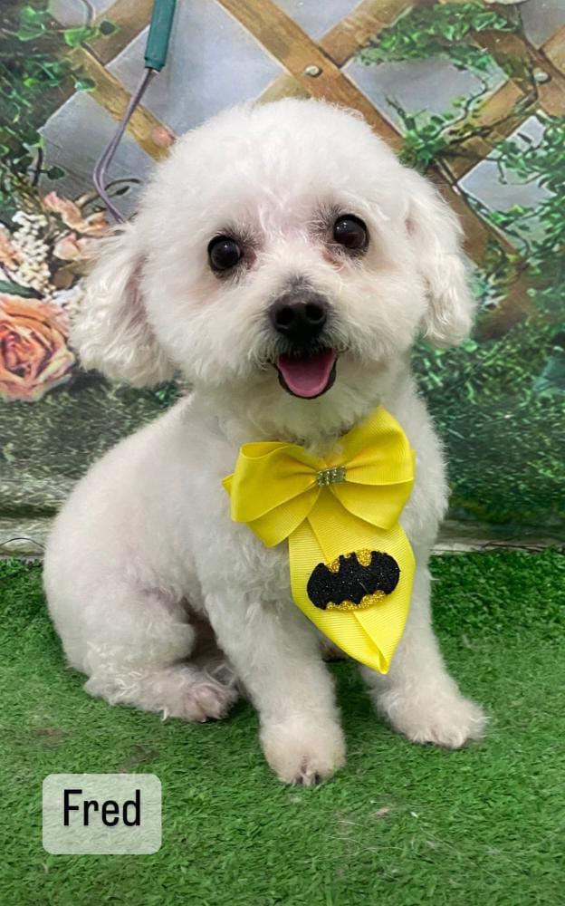 Família de ST busca cachorro perdido há uma semana