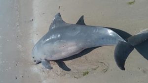 Boto-cinza é encontrado morto em praia do Janga
