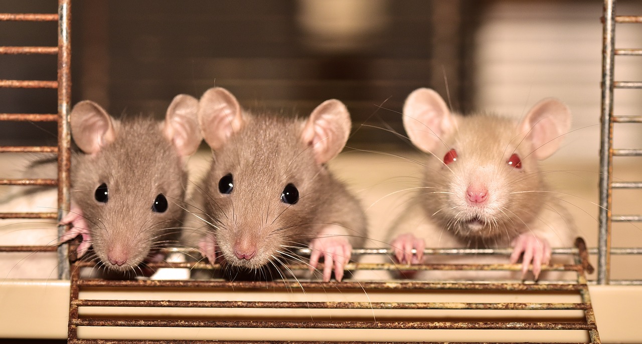 Ratos são acusados ​​de comer 500 kg de maconha armazenados