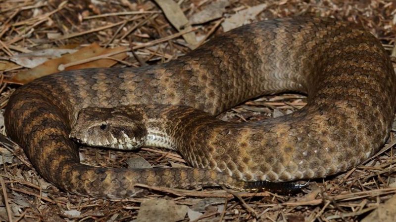 Cientistas encontram clitóris em cobras fêmeas