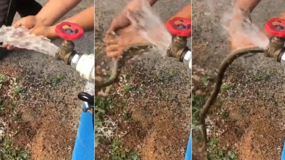Cobra sai de torneira durante inauguração de poço e assusta