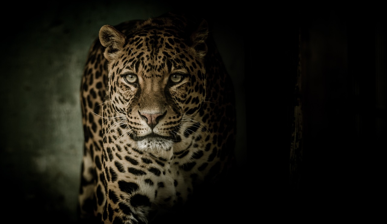Leopardo aterroriza cidade; veja vídeo