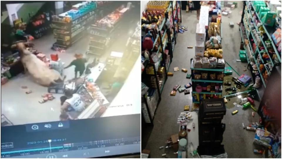 Boi invade mercearia e dribla moradores e policiais; veja vídeo