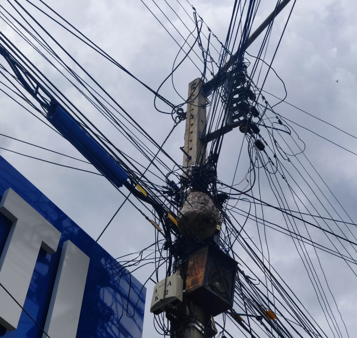 Abelhas no Centro de ST causam preocupação