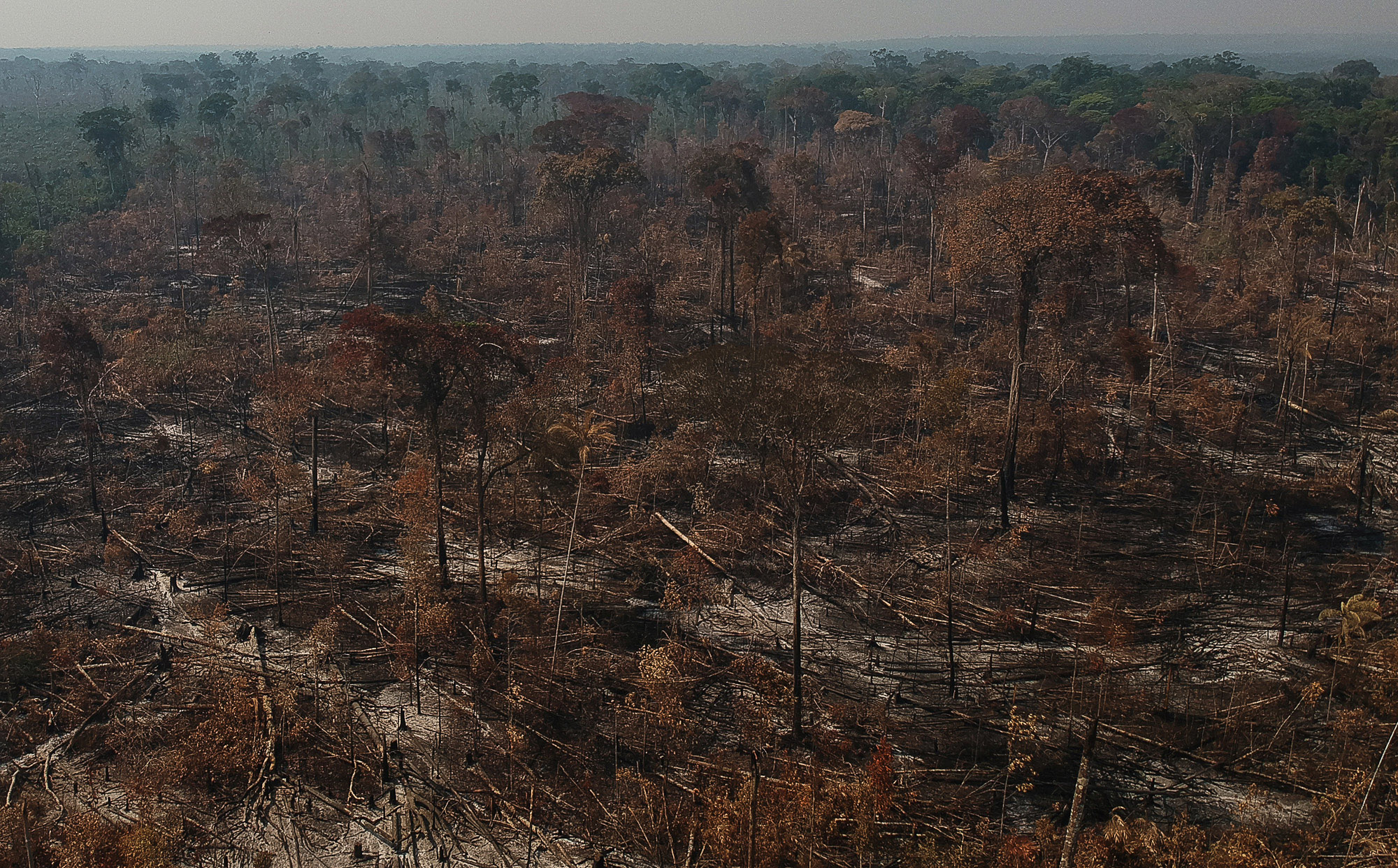 Noruega diz que quer investir R$ 3 bilhões no Fundo da Amazônia