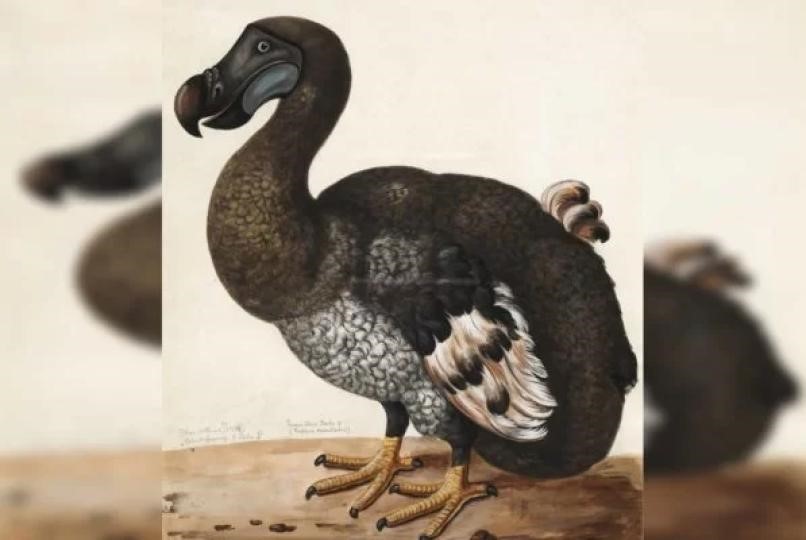 Cientistas tentam “ressuscitar” o dodô, pássaro extinto no século 17