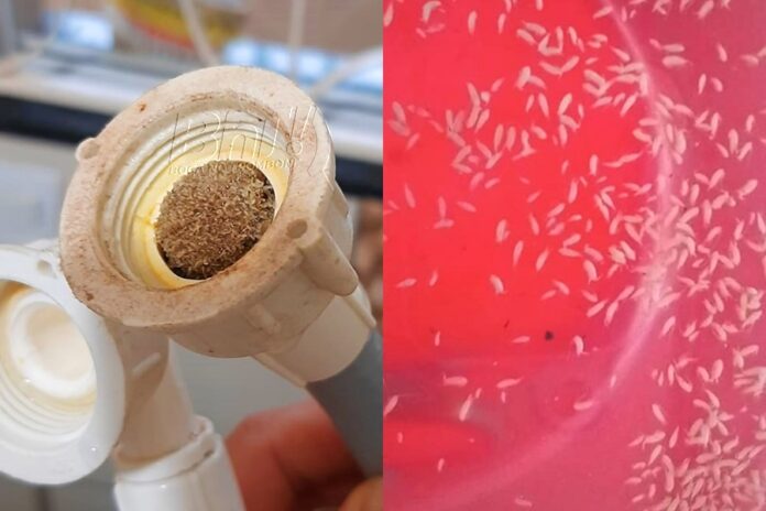 Presença de larvas em água assusta clientes