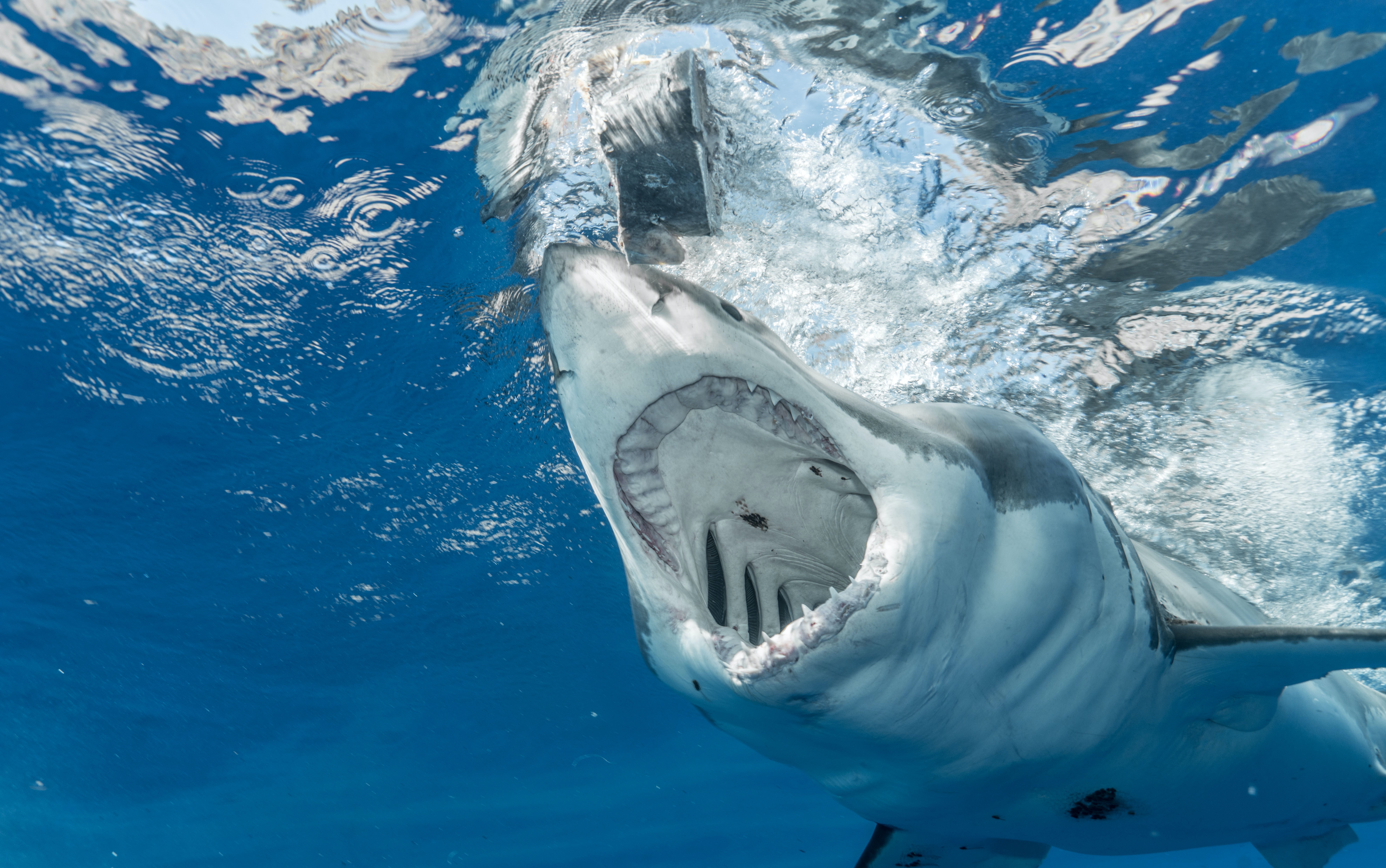 Aventureiro filma o 'mais intenso ataque de tubarão' durante mergulho