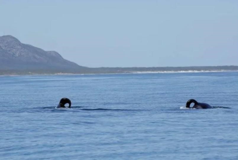 2 baleias orcas mataram e comeram os fígados de 17 tubarões; veja foto