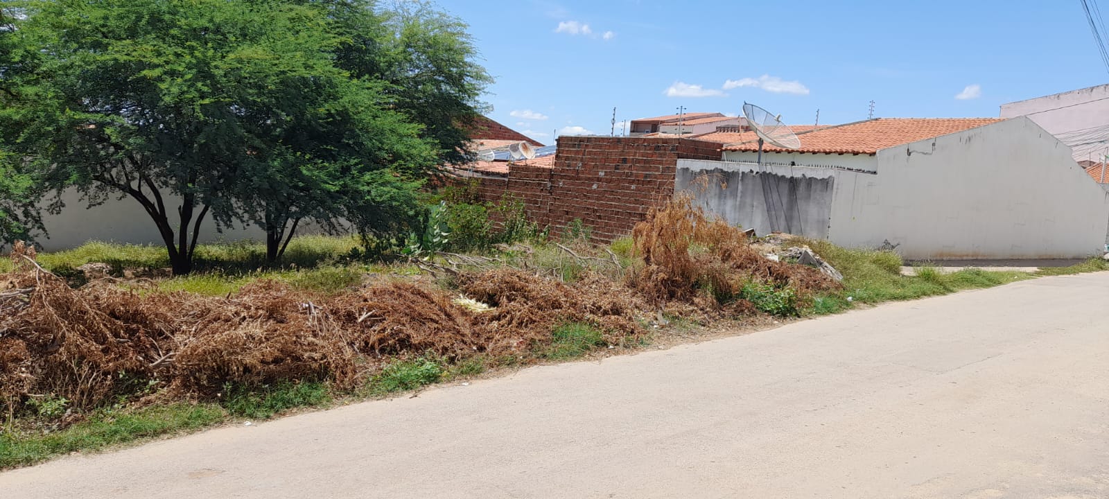 Escorpiões e cobras assustam moradores em ST