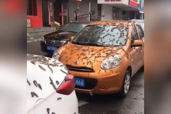 'Chuva de vermes' na China viraliza e assusta pessoas