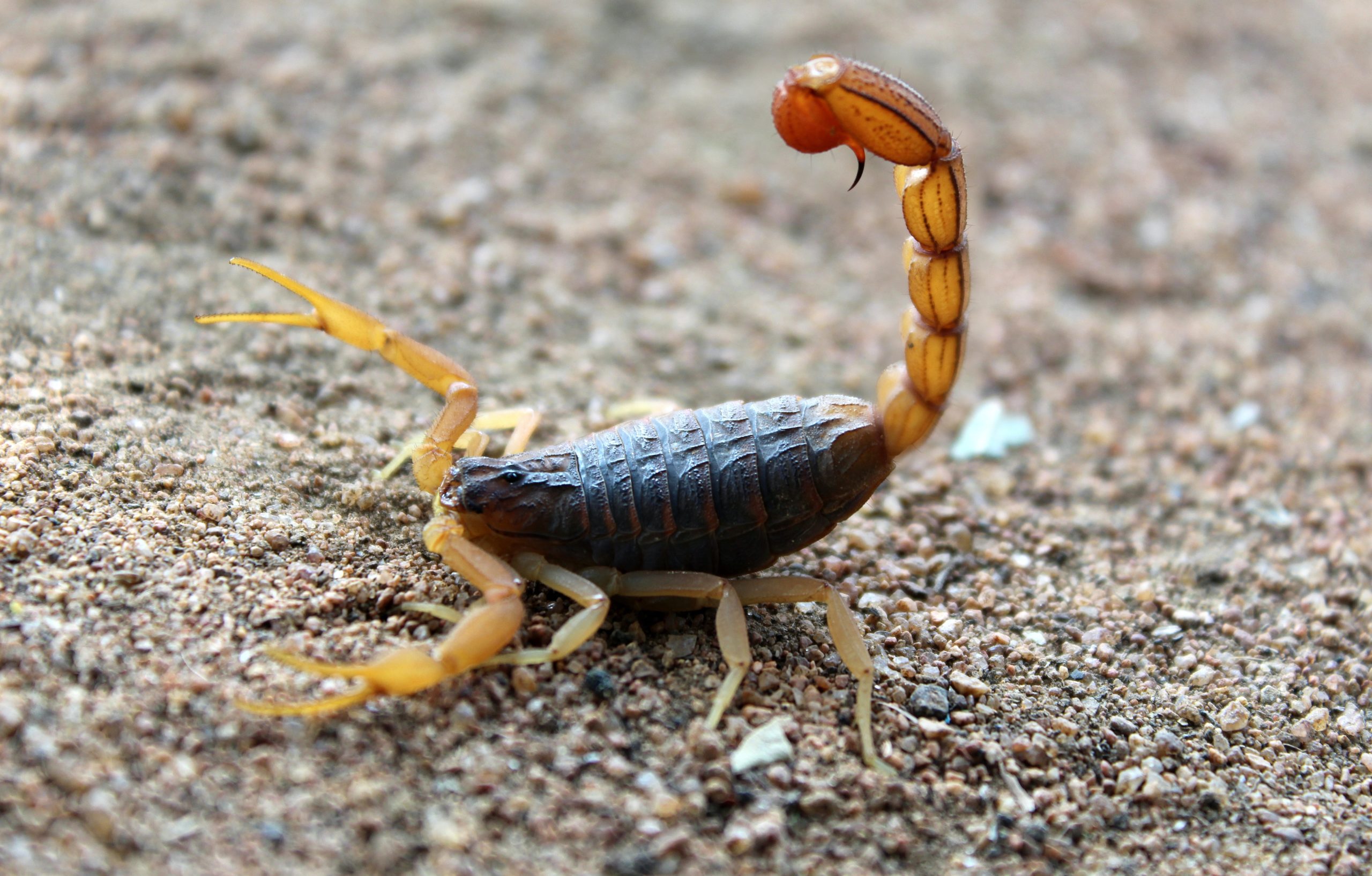 Escorpiões e cobras assustam moradores em ST