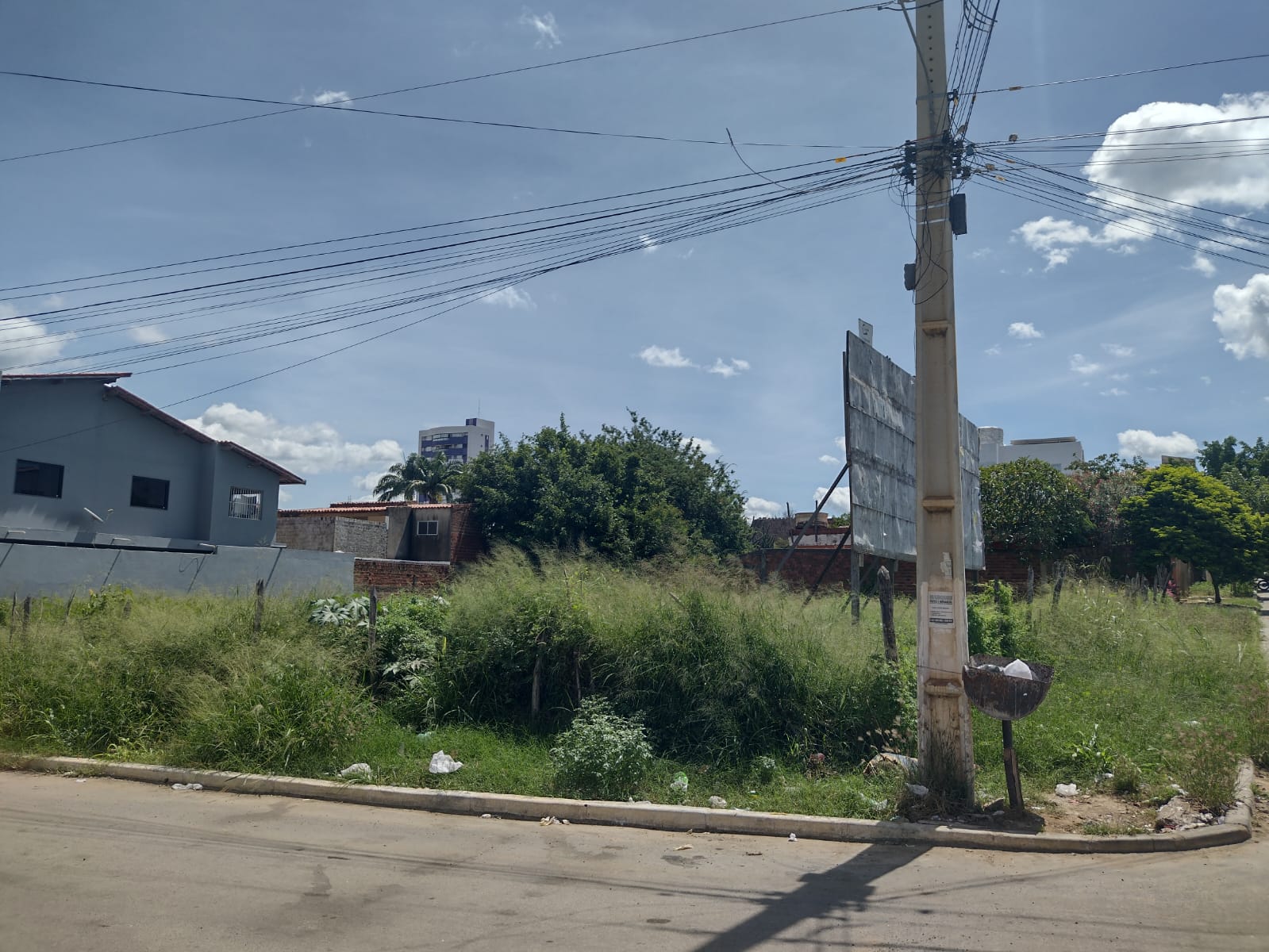 Invasão de caramujos em bairro de Serra Talhada amedronta moradores