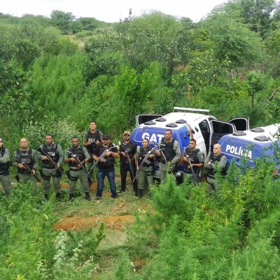 Policiais erradicam plantações de maconha