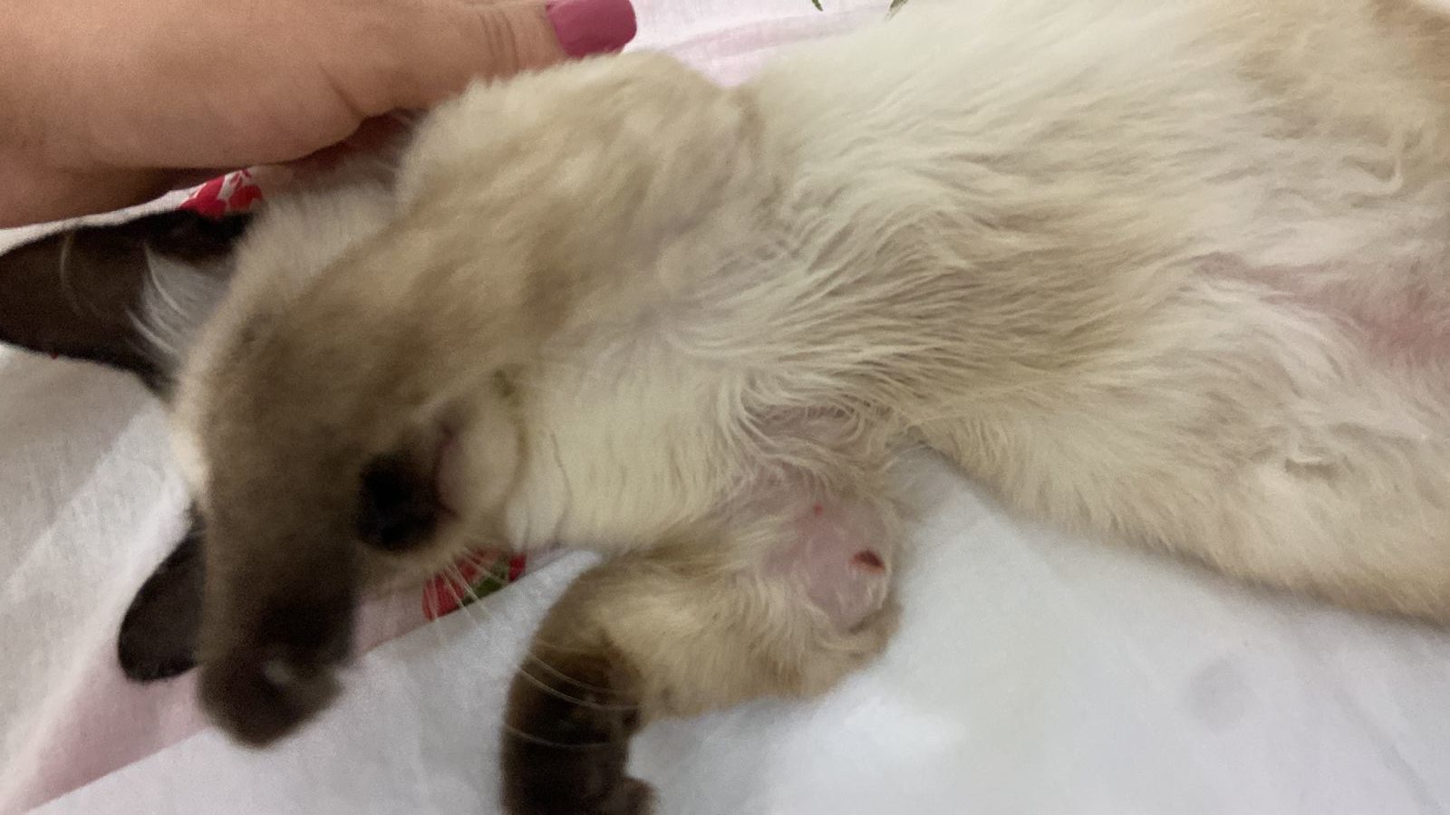 Estudante faz campanha por gata com patas quebradas em ST