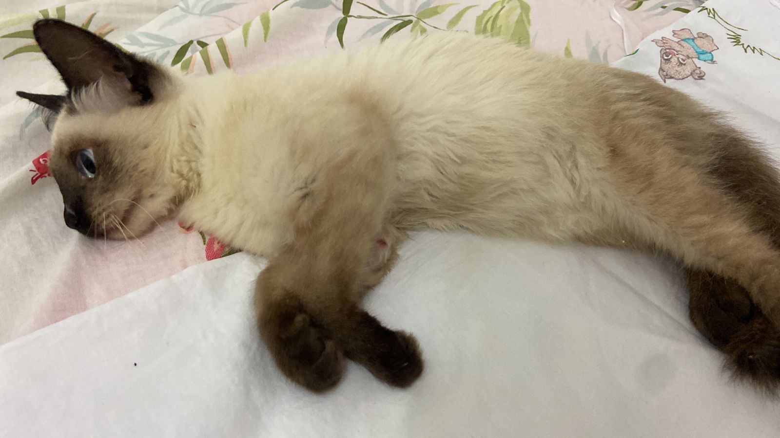 Estudante faz campanha por gata com patas quebradas em ST