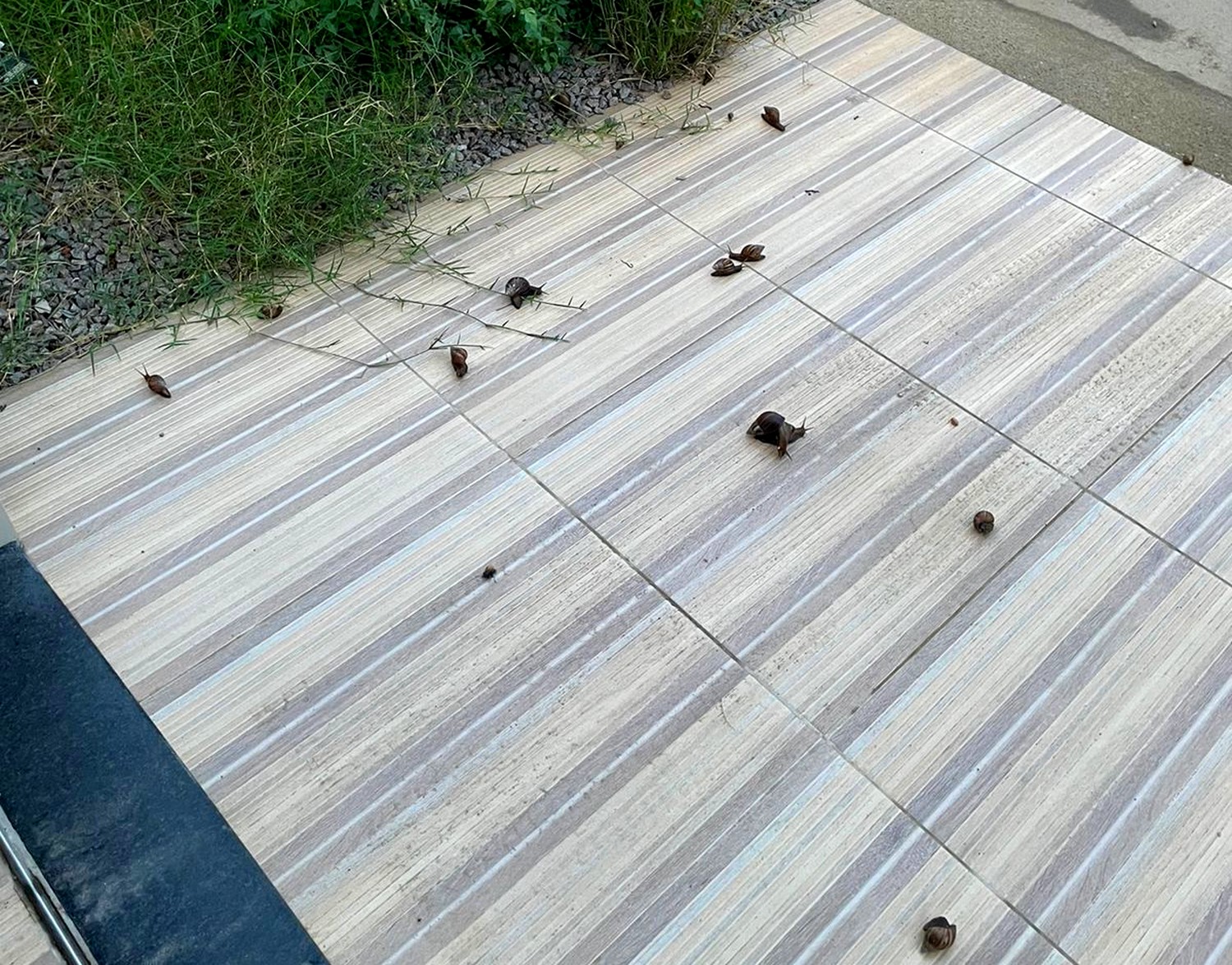 Invasão de caramujos em bairro de Serra Talhada amedronta moradores