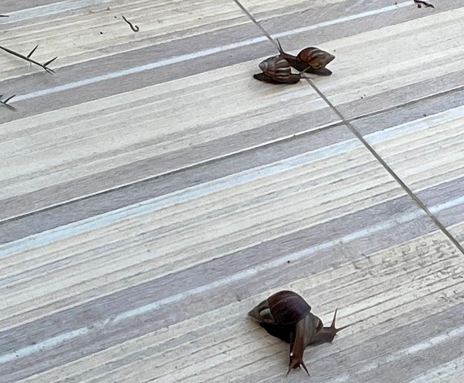 Invasão de caramujos em bairro de Serra Talhada amedronta moradores