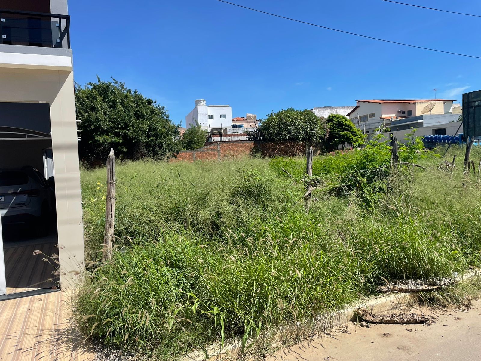 Invasão de caramujos em bairro de Serra Talhada amedronta moradores