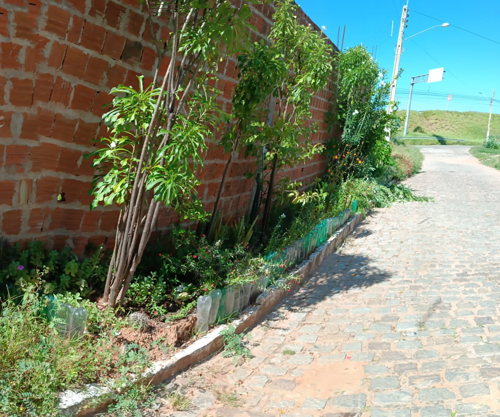 Vândalos destroem jardim comunitário em bairro de ST