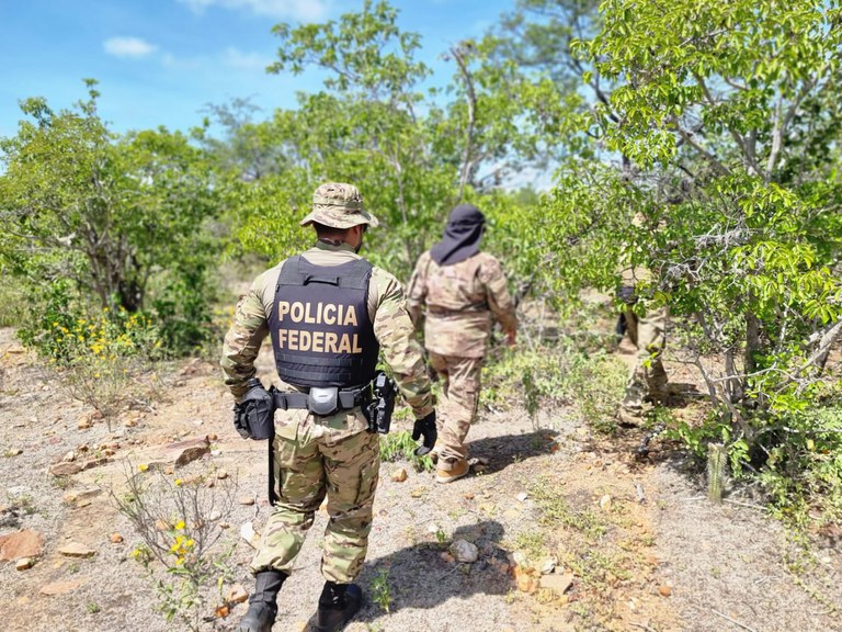 Polícia incinera plantação de maconha em Sertânia