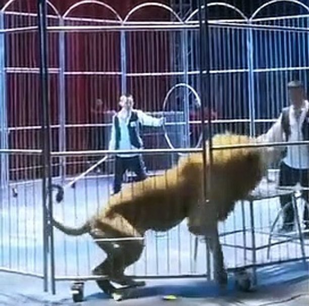 Leões escapam de jaula e assustam público de circo na China