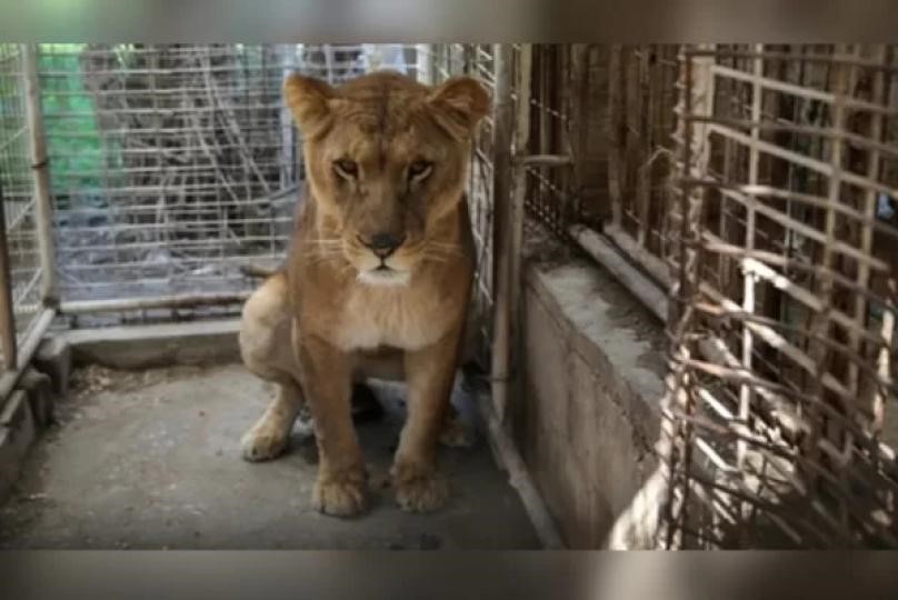 Menino de seis anos morre após invadir jaula e ser mordido por leoa
