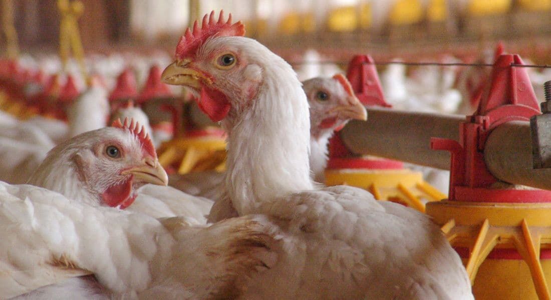 Ministério da Saúde monitora primeiro caso suspeito de gripe aviária